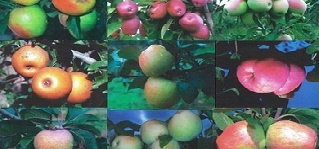 macieiras