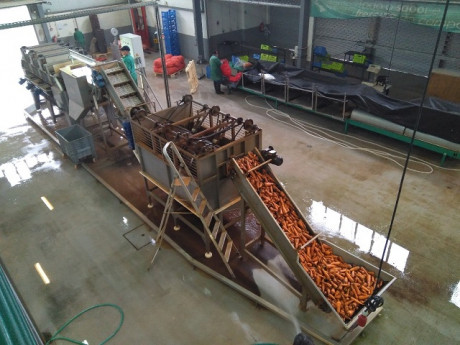 processamento cenoura 1
